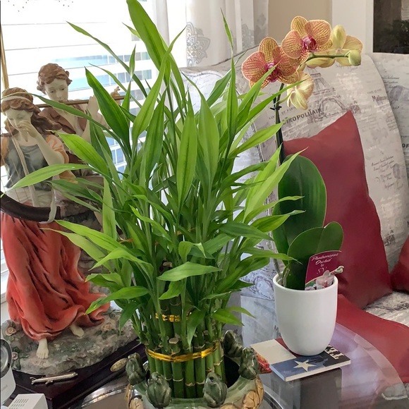 Meet the Posher Other - Meet your Posher, Bruce